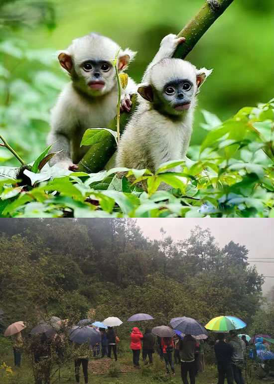太陽能智慧路燈，太陽能智慧路燈廠家，太陽能智慧路燈價格